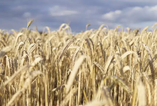 Ray-grass sur blé : 4 façons pour lutter contre cette adventice