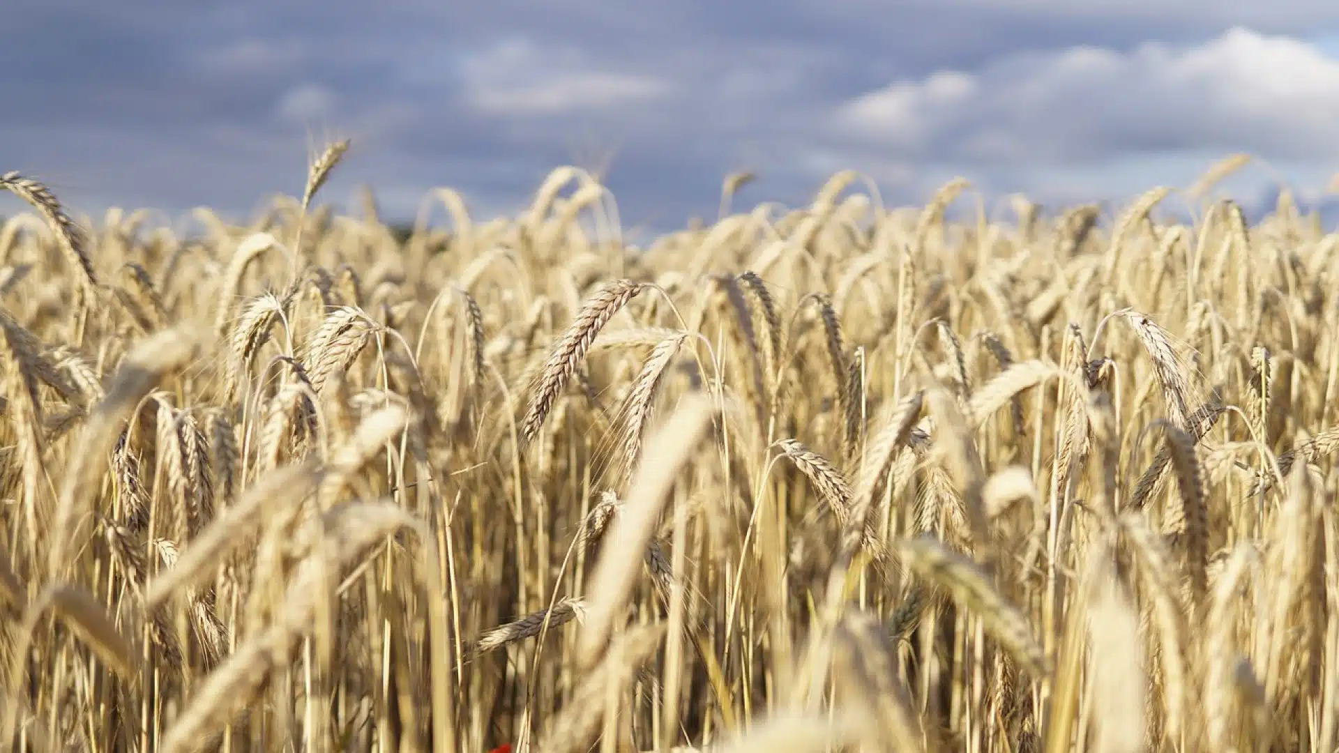 Ray-grass sur blé : 4 façons pour lutter contre cette adventice